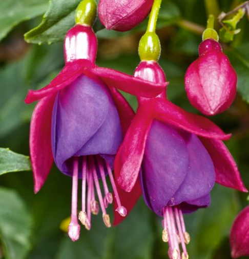 Fuchsia Fuchsita Red Blue