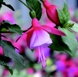 Fuchsia Fuchsita Red Lavender