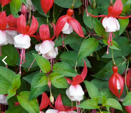 Fuchsia Fuchsita Red White