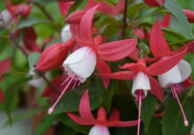 Fuchsia Fuchsita Scarlet White