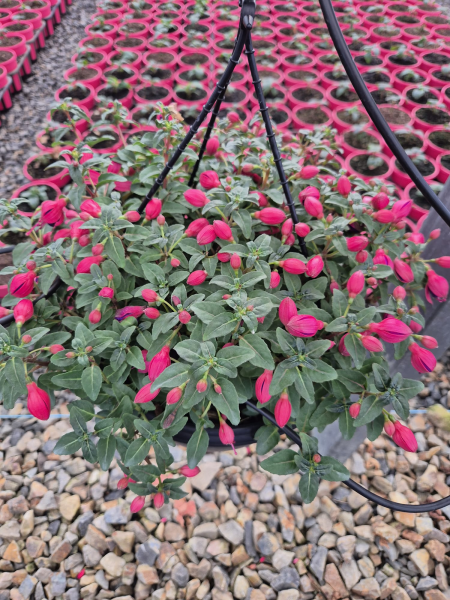 Fuchsia Bella Sacha