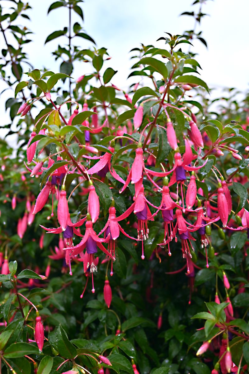 Fuchsia ‘Big and Bold’