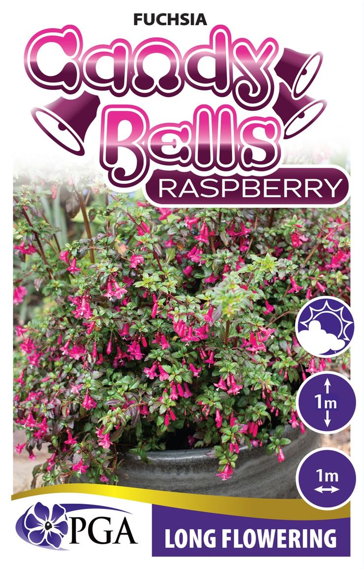 Fuchsia ‘Candy Bells Raspberry’