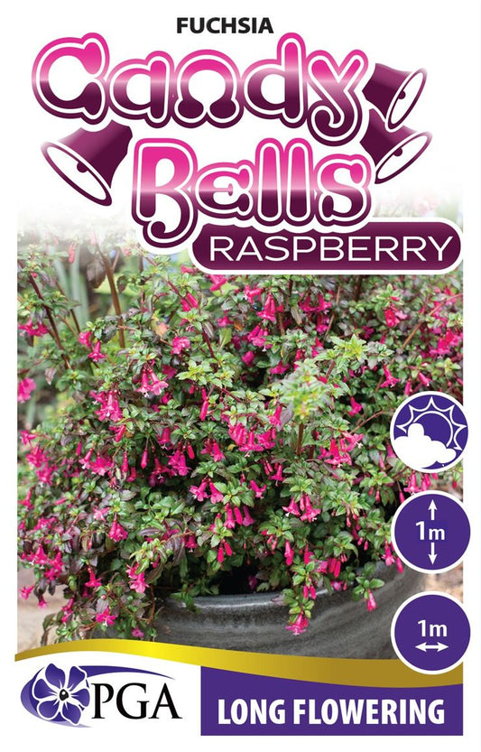 Fuchsia ‘Candy Bells Raspberry’