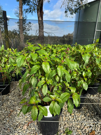 Fuchsia paniculata x arborescens 'Blutini' pbr