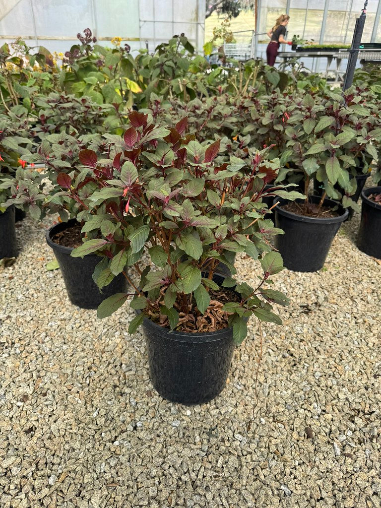Fuchsia triphylla 'Coralle'