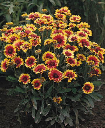 Gaillardia dwarf goblin