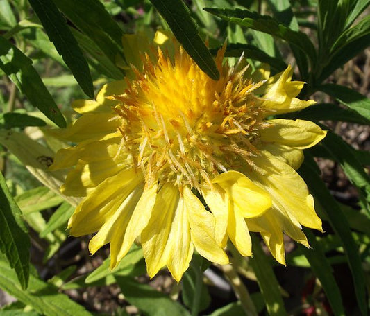 Gaillardia mesa yellow