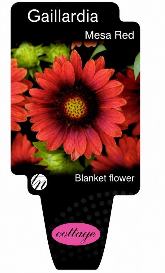 Gaillardia x grandiflora Mesa Red