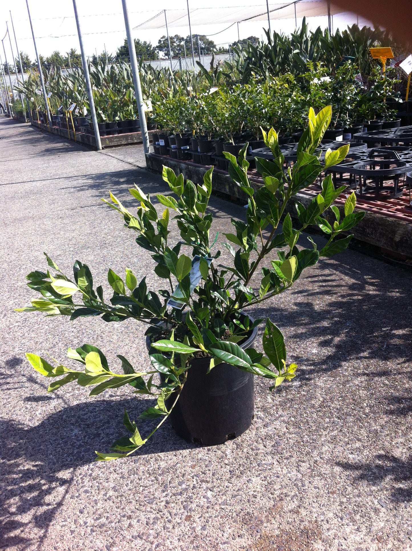Gardenia augusta Florida