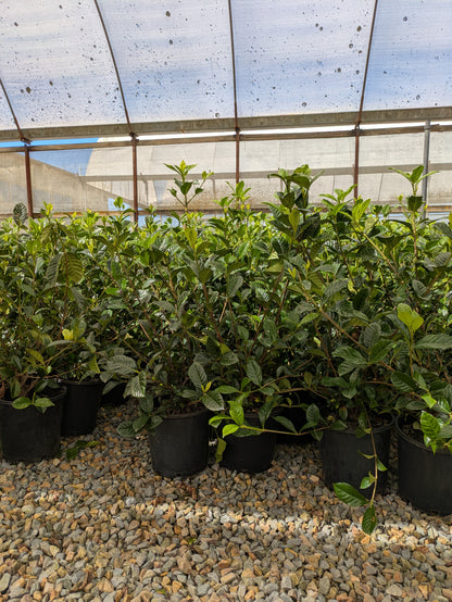 Gardenia augusta Professor Pucci