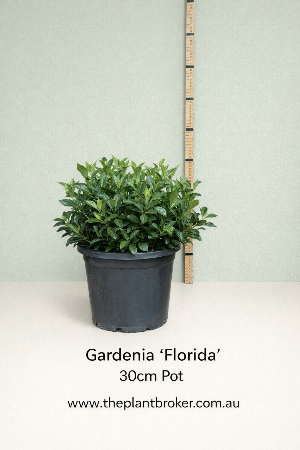 Gardenia augusta Florida