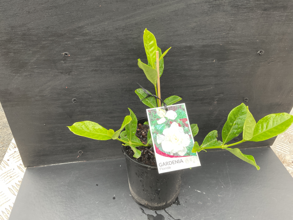 the plant broker