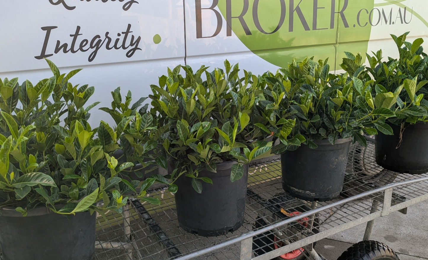 Gardenia augusta Florida