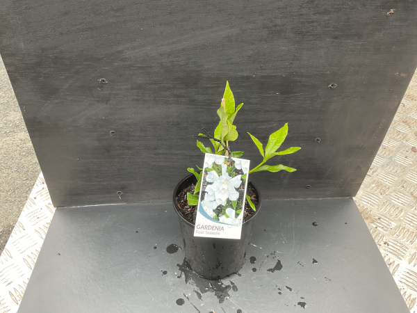the plant broker