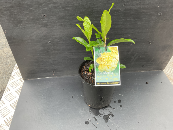 the plant broker