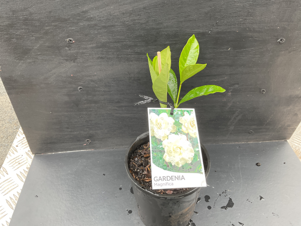 the plant broker