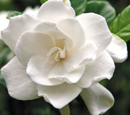 Gardenia augusta Aimee Yoshiba