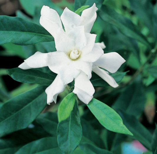 Gardenia augusta Four Seasons