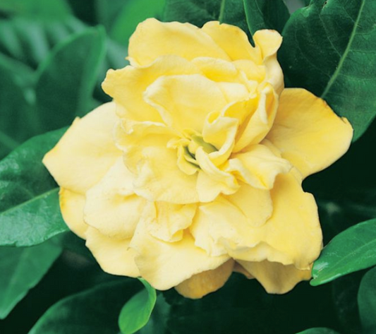 Gardenia augusta Golden Magic