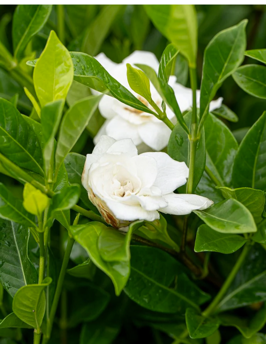 Gardenia augusta Magnifica
