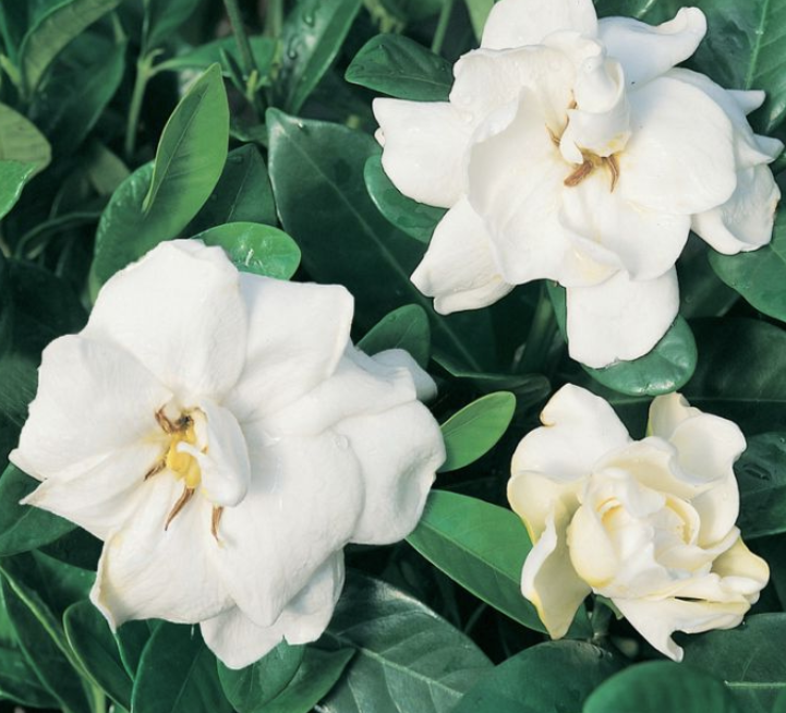 Gardenia augusta Professor Pucci