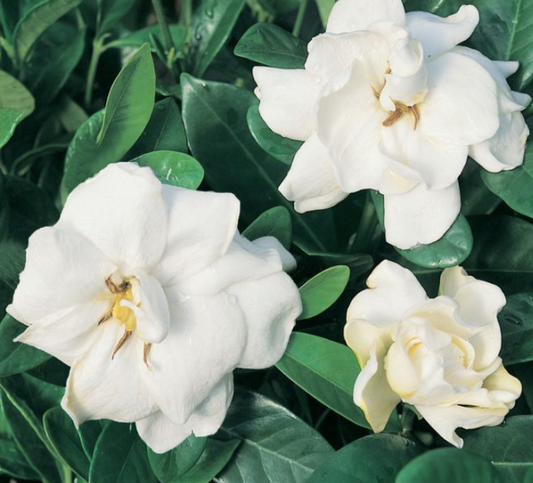 Gardenia augusta Professor Pucci