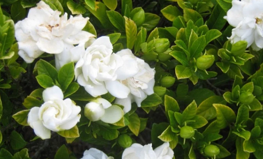 Gardenia augusta Florida