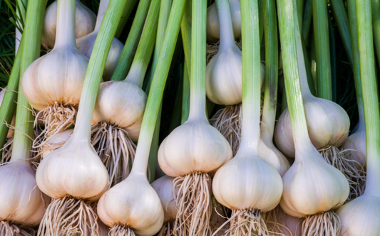 Garlic