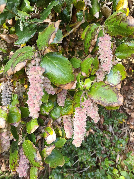 Garrya elliptica