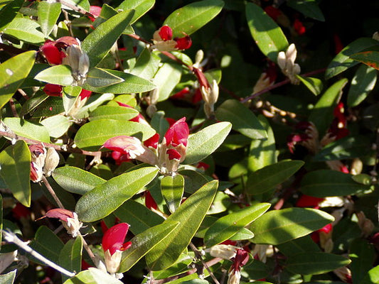 Gastrolobium celsianum (syn. Brachysema lanceolatum)