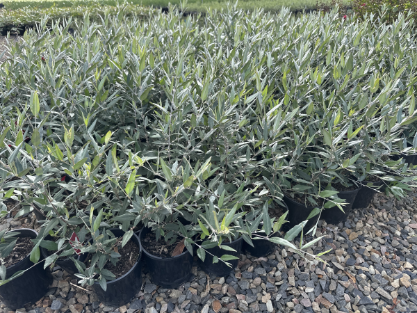 the plant broker