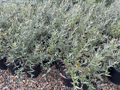 Gastrolobium celsianum (syn. Brachysema lanceolatum)