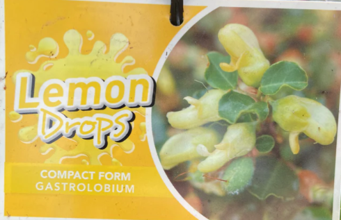 Gastrolobium sericeum Lemon Drops