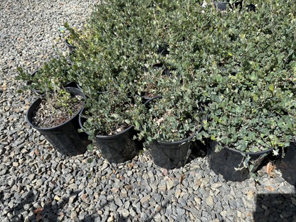 Gastrolobium sericeum Lemon Drops