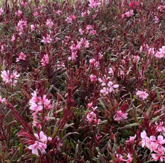 Gaura Pixie Pink