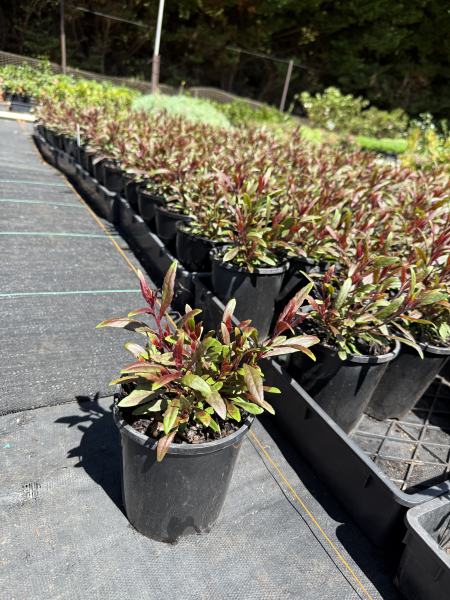 the plant broker
