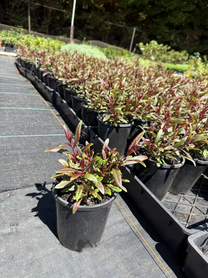 Gaura Pixie Pink