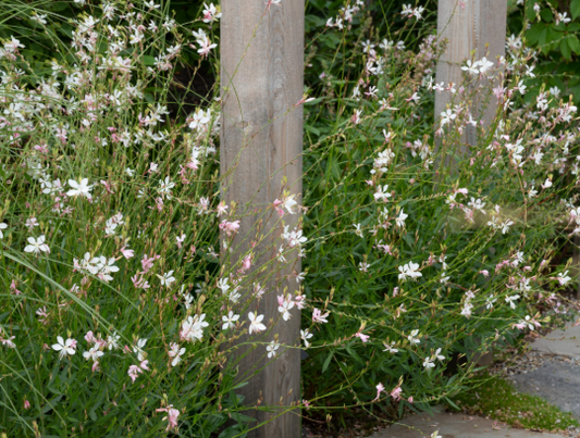 Gaura Pixie White