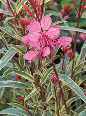 Gaura lindheimeri Belleza Gambit Rose Variegated