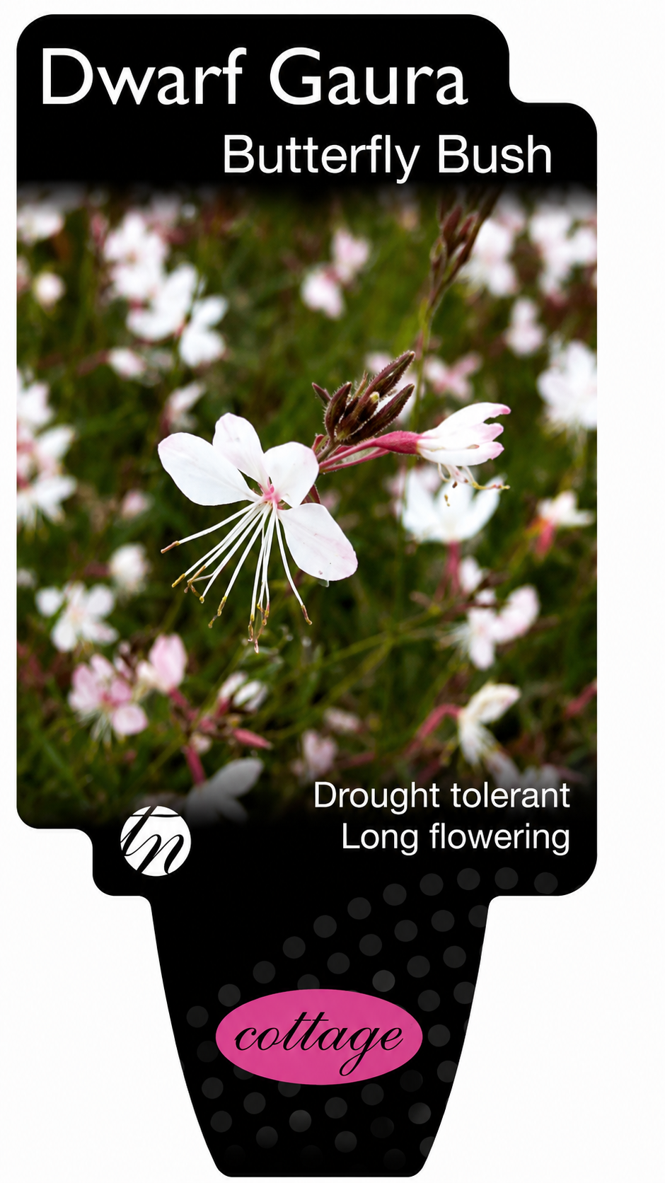 Gaura lindheimeri Dwarf