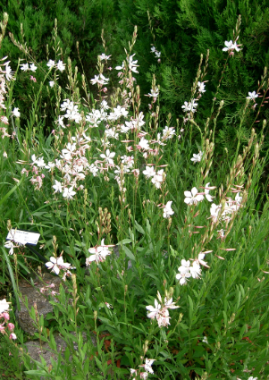 Gaura spp. White