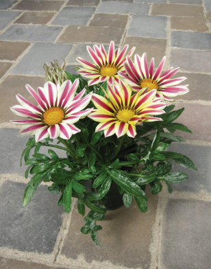 Gazania Big Kiss™ White Flame