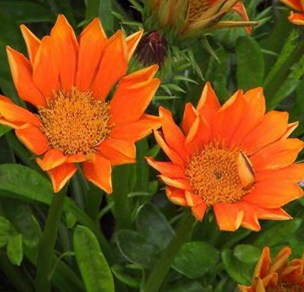 Gazania Gazoo Orange