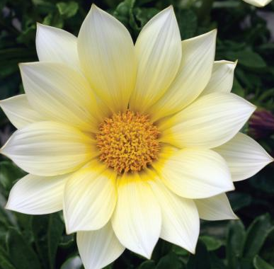 Gazania Gazoo Vanilla