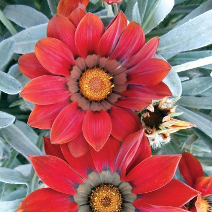 Gazania Kiss Frosty Red