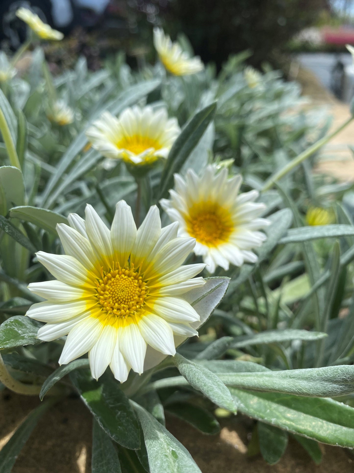 Gazania tomentosa Luna