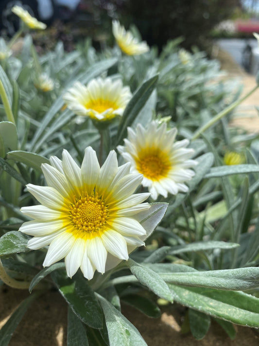 Gazania tomentosa Luna