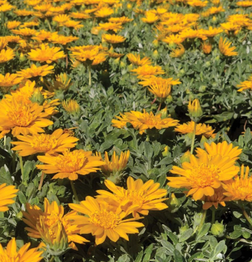 Gazania hybrid (GT20)  DOUBLE GOLDâ„¢