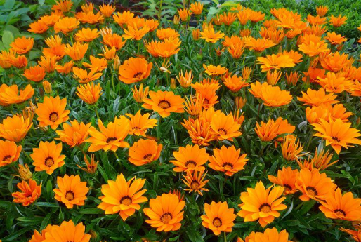 Gazania spp. Orange